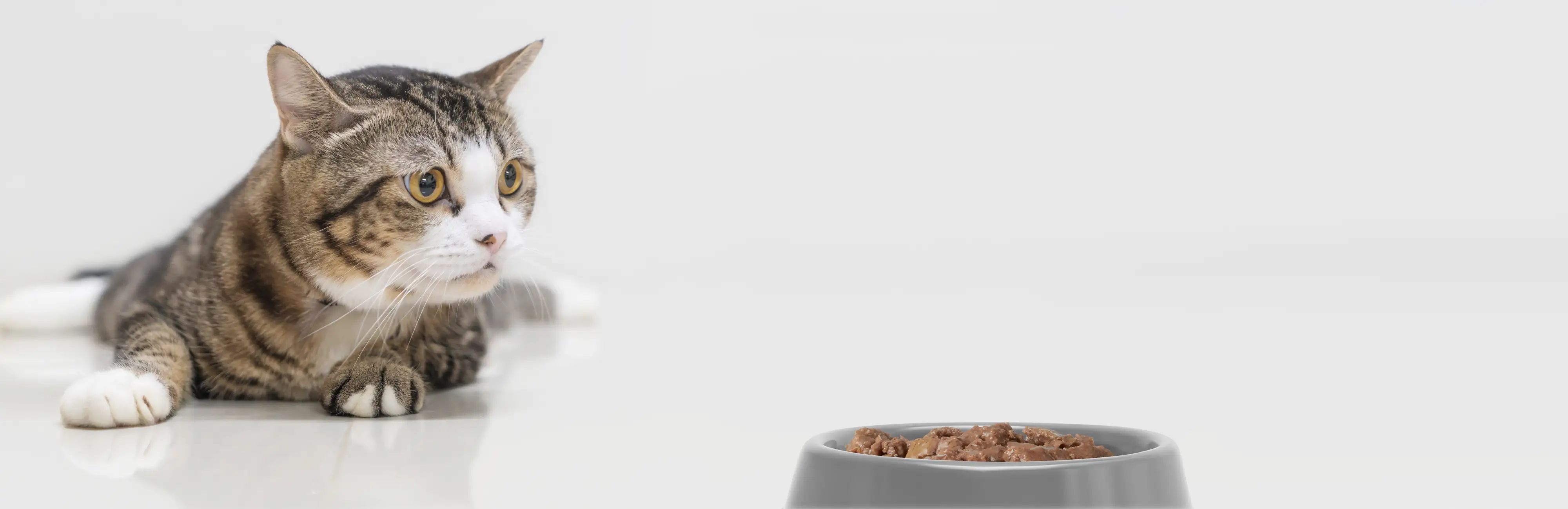 Katzenfutter schnell, effizient und sicher abfüllen